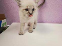 Shelter Stray Female Cat last seen Near Fairbanks, CITY of El Paso, TX, 5001 Fred Wilson Ave, El Paso, TX 79906, USA