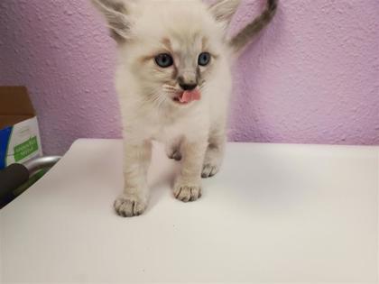 Shelter Stray Female Cat last seen Near Fairbanks, CITY of El Paso, TX, 5001 Fred Wilson Ave, El Paso, TX 79906, USA
