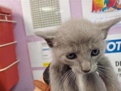 Shelter Stray Female Cat last seen Near Fairbanks, CITY of El Paso, TX, 5001 Fred Wilson Ave, El Paso, TX 79906, USA