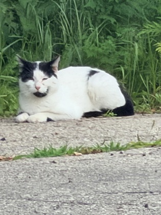 Shelter Stray Unknown Cat last seen Near Windsor Commons Ave, Windsor, WI 53598, Windsor, Town of, WI, 5132 Voges Rd, Madison, WI 53718, USA