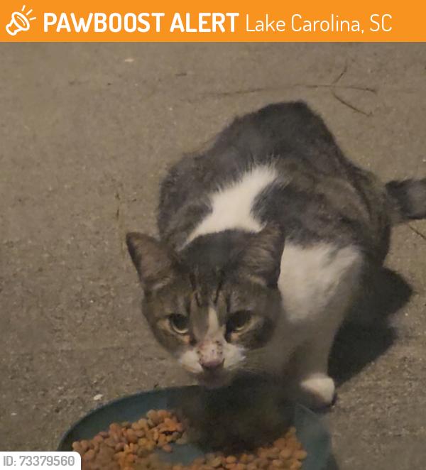 Found/Stray Unknown Cat last seen Near our hse, Lake Carolina, SC 29229