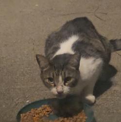 Found/Stray Unknown Cat last seen Near our hse, Lake Carolina, SC 29229