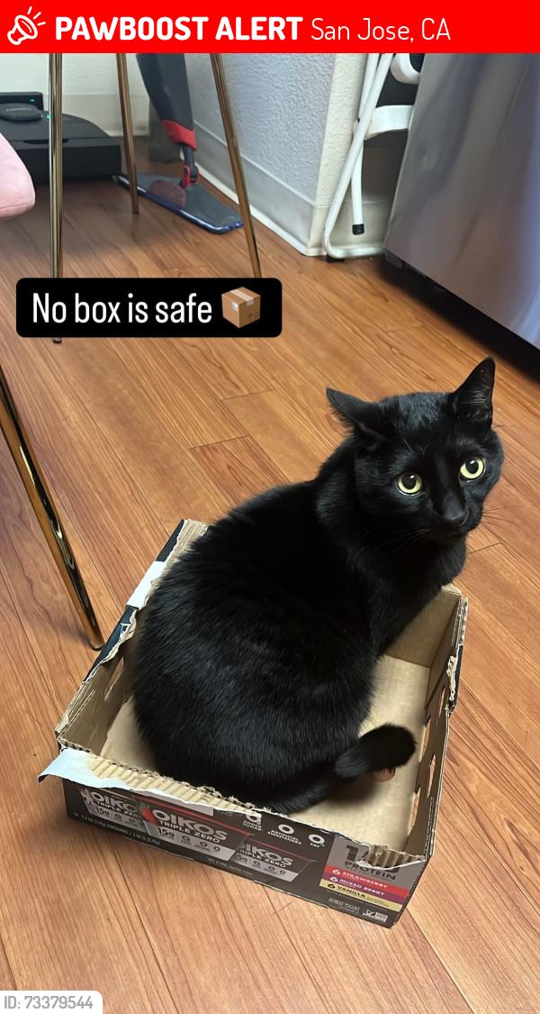 Lost Male Cat last seen Pierce ave, San Jose, CA 95110