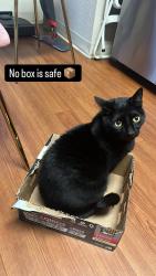 Lost Male Cat last seen Pierce ave, San Jose, CA 95110