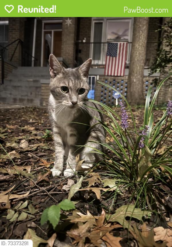 Reunited Unknown Cat last seen Lanier Pl between Ontario and Quarry, Washington, DC 20009