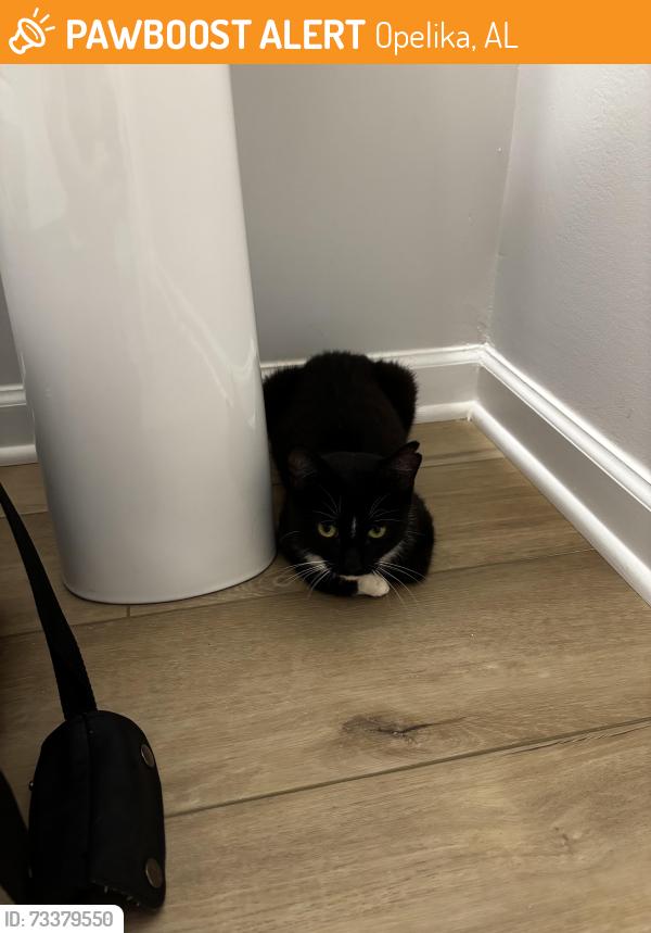 Found/Stray Female Cat last seen Village at Waterford Neighborhood, Opelika, AL 36804