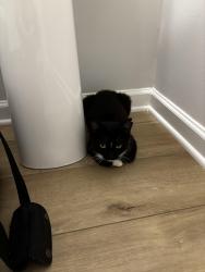 Found/Stray Female Cat last seen Village at Waterford Neighborhood, Opelika, AL 36804