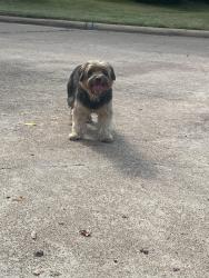 Found/Stray Male Dog last seen Shadow valley dr, Memorial Northwest, TX 77379