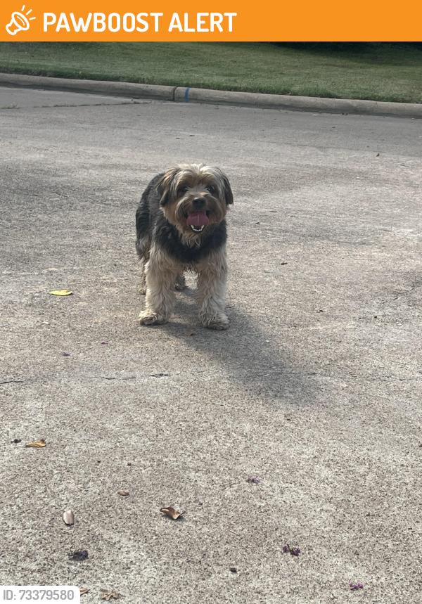 Found/Stray Male Dog last seen Shadow valley dr, Memorial Northwest, TX 77379