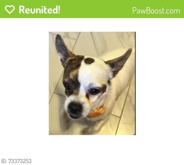 Reunited Male Dog last seen Hyatt St and N Judson St, San Diego, CA 92111