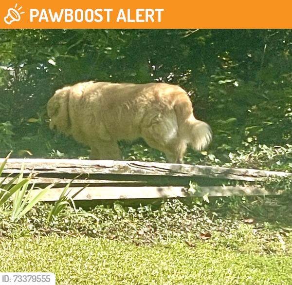 Found/Stray Unknown Dog last seen N park rd, Greenville County, SC 29609