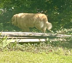 Found/Stray Unknown Dog last seen N park rd, Greenville County, SC 29609