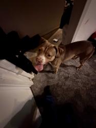 Found/Stray Male Dog last seen Ryder Truck Rental, 3320 Manchester Trafficway, Kansas City, MO 64129, Raytown, MO 64129