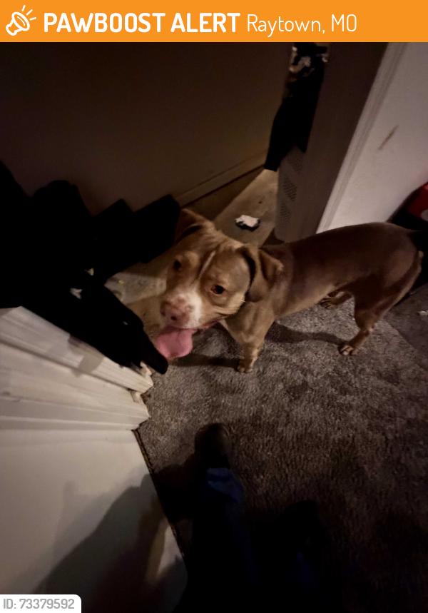 Found/Stray Male Dog last seen Ryder Truck Rental, 3320 Manchester Trafficway, Kansas City, MO 64129, Raytown, MO 64129