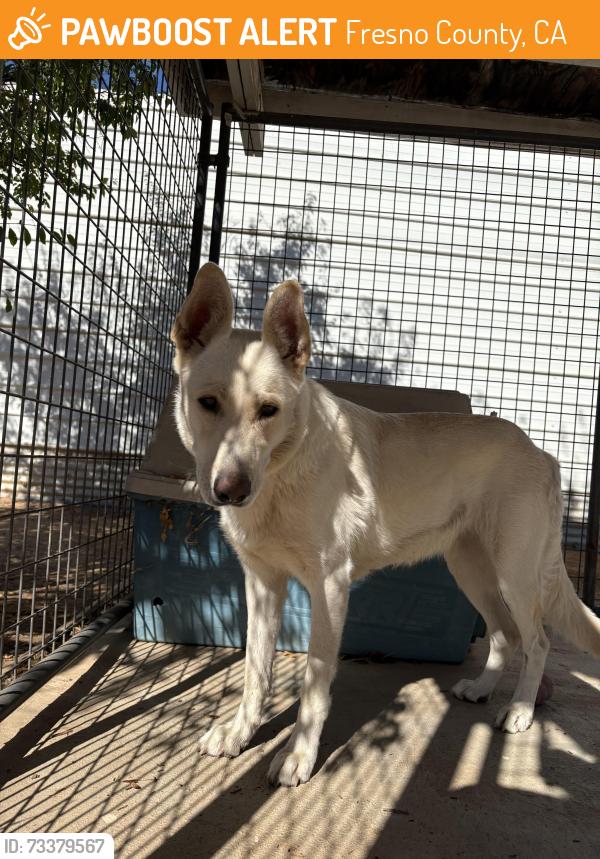 Found/Stray Female Dog last seen Fowler and Behymer, Fresno County, CA 93619