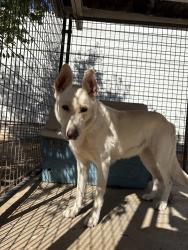 Found/Stray Female Dog last seen Fowler and Behymer, Fresno County, CA 93619