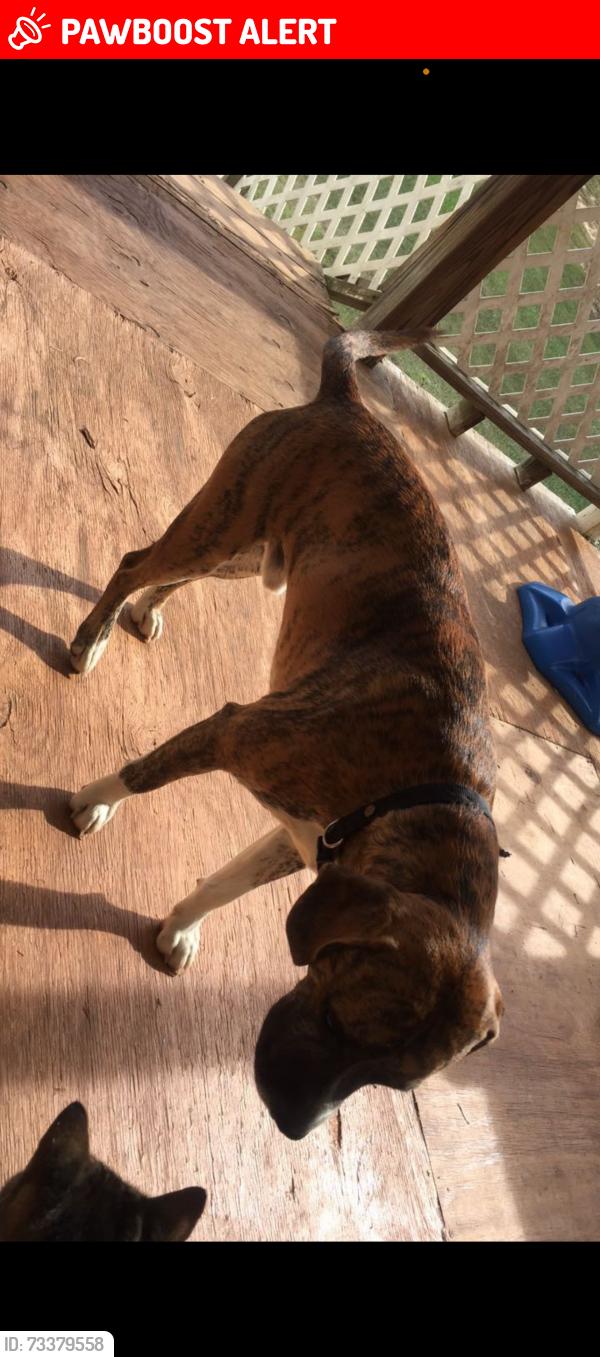 Lost Male Dog last seen Airline road, Anderson County, SC 29624