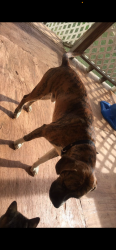 Lost Male Dog last seen Airline road, Anderson County, SC 29624