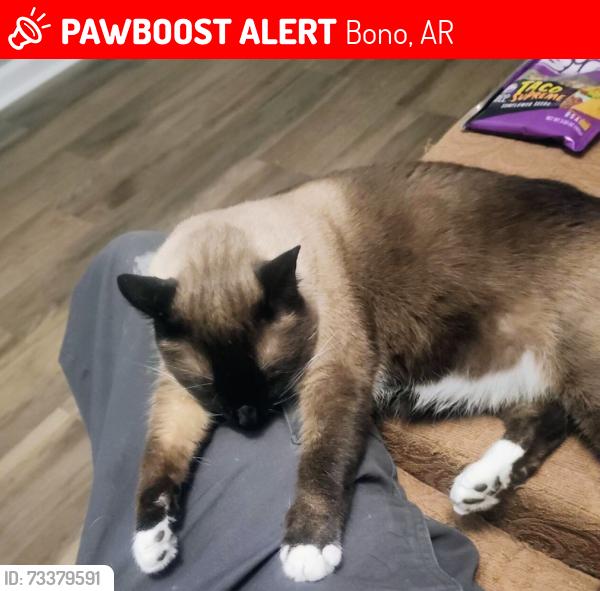 Lost Male Cat last seen Amber Cir, Bono, AR 72416