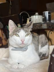 Lost Female Cat last seen Gaylen Rd, San Diego, CA 92126