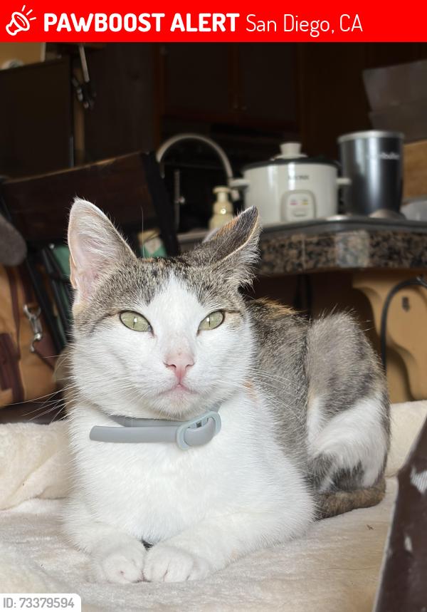 Lost Female Cat last seen Gaylen Rd, San Diego, CA 92126