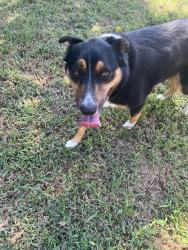 Found/Stray Male Dog last seen Edison Street by Walgreens near Owen park, Tulsa, OK 74127