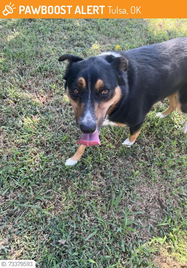 Found/Stray Male Dog last seen Edison Street by Walgreens near Owen park, Tulsa, OK 74127