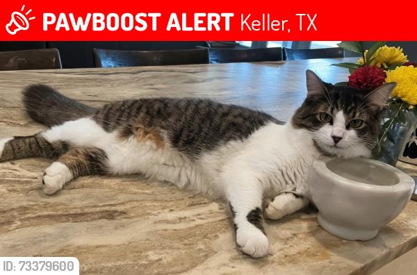 Lost Male Cat last seen Rufe Snow, Simmons Drive, Keller, TX 76248