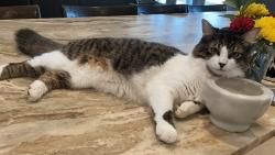 Lost Male Cat last seen Rufe Snow, Simmons Drive, Keller, TX 76248