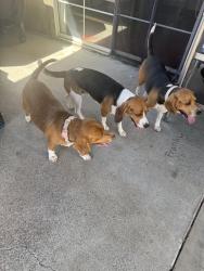 Reunited Female Dog last seen Del Sol Blvd, San Diego, CA 92154
