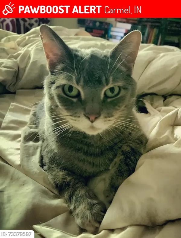Lost Male Cat last seen Rooling Springs Dr. and Haverstick Rd., Carmel, IN 46033