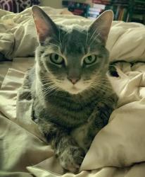 Lost Male Cat last seen Rooling Springs Dr. and Haverstick Rd., Carmel, IN 46033