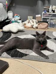 Reunited Male Cat last seen Near Trinity Woods Dr Raleigh 27607, Raleigh, NC 27513