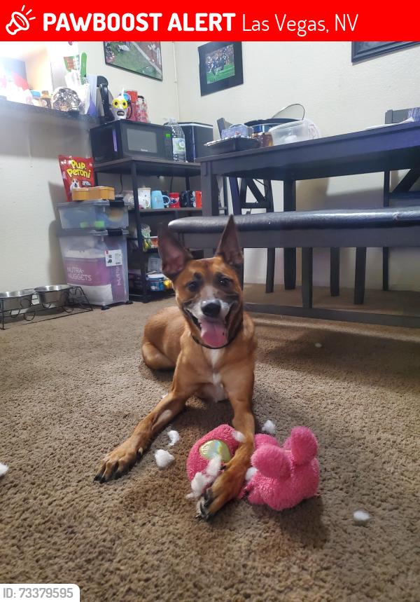 Lost Male Dog last seen El Captain and Racel, Las Vegas, NV 89143