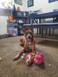 Lost Male Dog last seen El Captain and Racel, Las Vegas, NV 89143