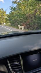 Lost Unknown Dog last seen Concord rd, Brentwood, TN 37027