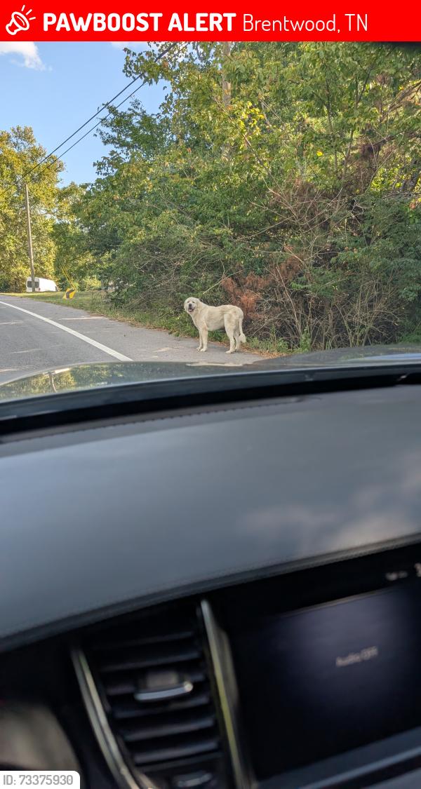 Lost Unknown Dog last seen Concord rd, Brentwood, TN 37027