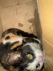 Shelter Stray Unknown Cat last seen Near VB Blvd, parking lot in front of row of businesses, VIRGINIA BEACH, VA, 23454, 341 S Birdneck Rd, Virginia Beach, VA 23451, USA