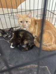 Shelter Stray Female Cat last seen Near VB Blvd, parking lot in front of row of businesses, VIRGINIA BEACH, VA, 23454, 341 S Birdneck Rd, Virginia Beach, VA 23451, USA