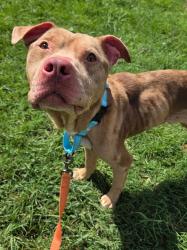 Shelter Stray Male Dog last seen Near Orion Circle, LAUREL, MD, 20724, 411 Maxwell Frye Rd, Millersville, MD 21108, USA