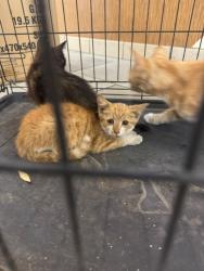 Shelter Stray Male Cat last seen Near VB Blvd, parking lot in front of row of businesses, VIRGINIA BEACH, VA, 23454, 341 S Birdneck Rd, Virginia Beach, VA 23451, USA