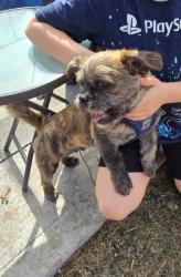 Lost Male Dog last seen Hwy 100 & Beecher street, West Allis, WI 53227