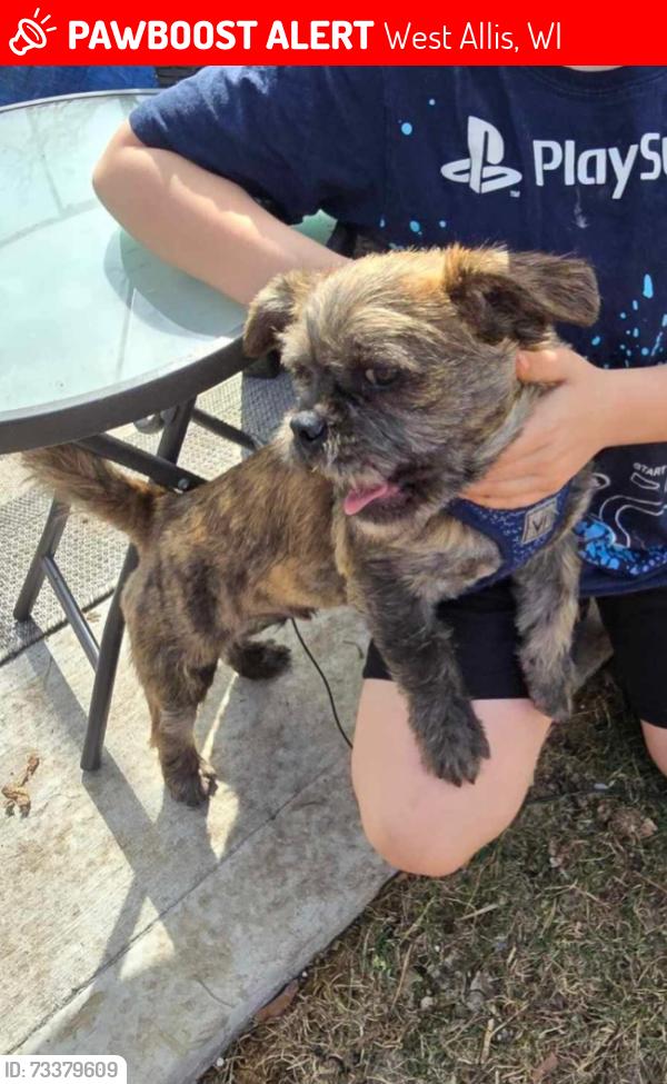 Lost Male Dog last seen Hwy 100 & Beecher street, West Allis, WI 53227