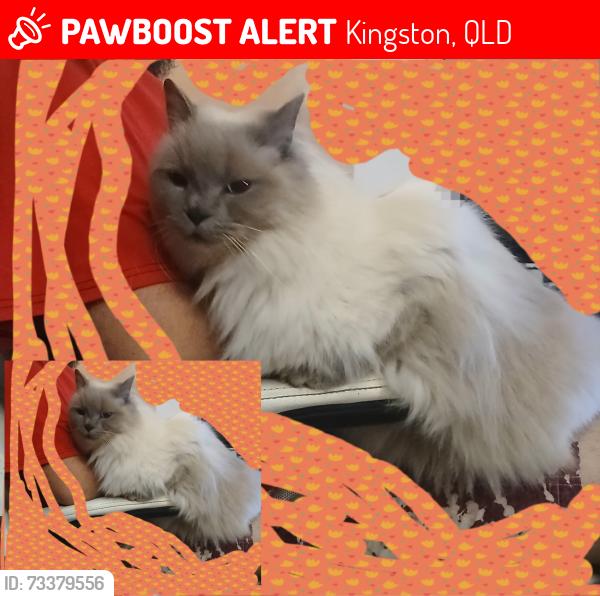Lost Female Cat last seen Polaris ave, Kingston, QLD 4114
