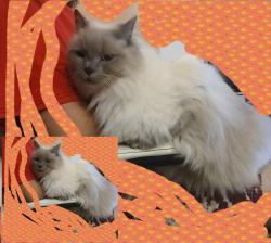 Lost Female Cat last seen Polaris ave, Kingston, QLD 4114