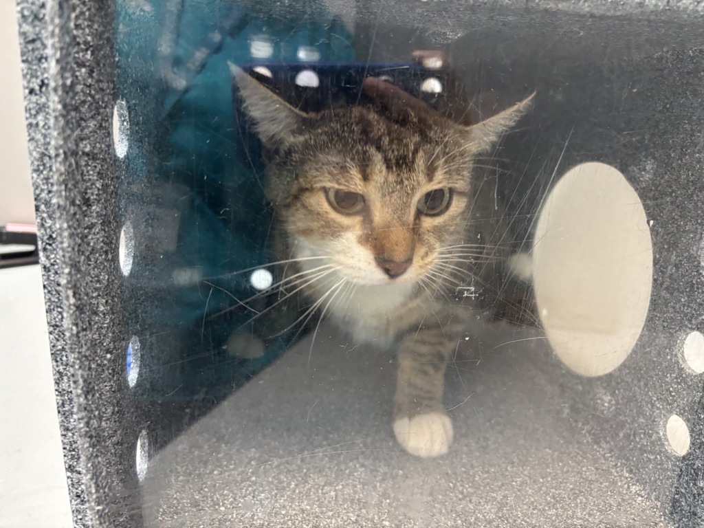 Shelter Stray Male Cat last seen Near Edson Avenue, BRONX, NY, 10465, 326 E 110th St, New York, NY 10029, USA