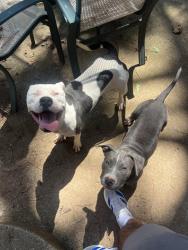Found/Stray Female Dog last seen Dallas hwy, Marietta, GA 30060