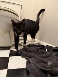Found/Stray Female Cat last seen Sierra Ct., Pond Rd., Duluth, GA 30096