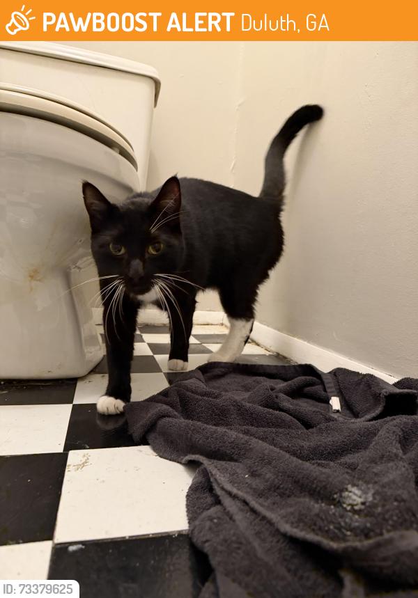 Found/Stray Female Cat last seen Sierra Ct., Pond Rd., Duluth, GA 30096