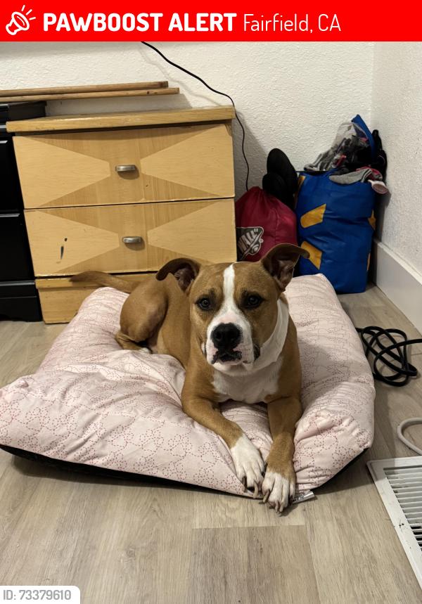 Lost Male Dog last seen Pennsylvania, Fairfield, CA 94533